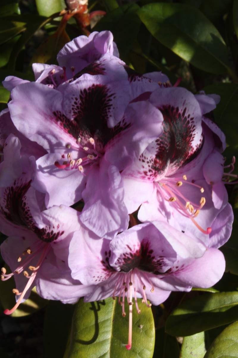 'Hachmann's Metallica'